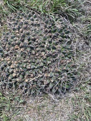 Mammillaria magnimamma