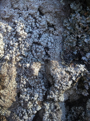 Pertusaria allanii