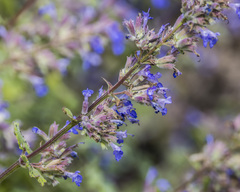 Nepeta × faassenii