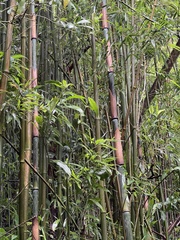 Phyllostachys nigra