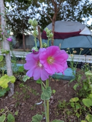 Alcea rosea