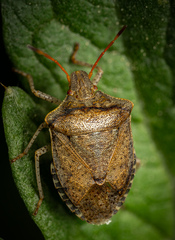 Holcostethus limbolarius