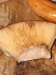 Lactifluus