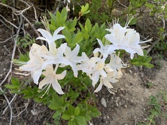 Rhododendron occidentale