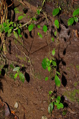 Fieldia australis