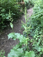 Rumex obtusifolius obtusifolius