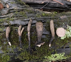 Xylaria ellisii