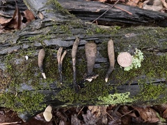 Xylaria ellisii
