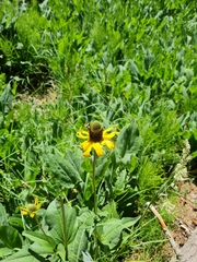 Rudbeckia californica
