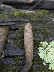 Xylaria ellisii