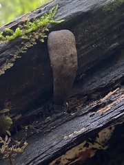 Xylaria ellisii