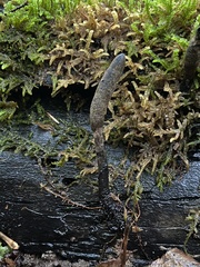 Xylaria ellisii