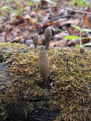 Xylaria ellisii
