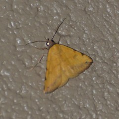 Hemeroplanis floccalis