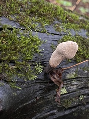 Xylaria ellisii