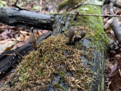 Xylaria ellisii