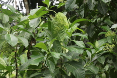 Tabernaemontana alba