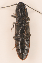 Athous sierrae varius