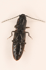 Athous sierrae varius