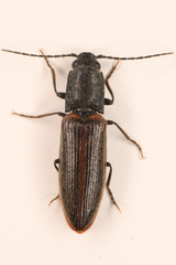 Athous sierrae varius