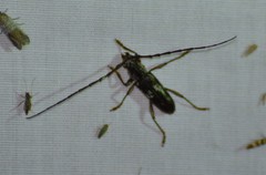 Elaphidion mimeticum