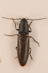 Athous sierrae varius