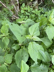 Ageratina roanensis