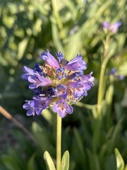 Penstemon rydbergii aggregatus