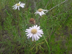 Aster biennis