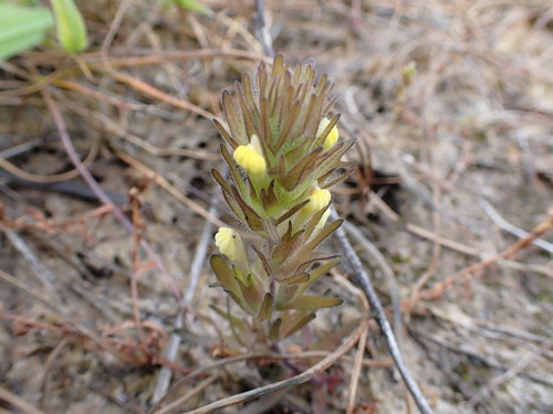 Image of Castilleja victoriae by (c) Chris Fluit, some rights reserved (CC BY)