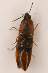 Sericus incongruus