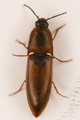 Sericus incongruus