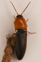Megapenthes nigriventris