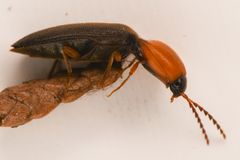 Megapenthes nigriventris
