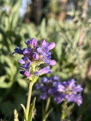 Penstemon rydbergii aggregatus