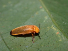 Abscondita
