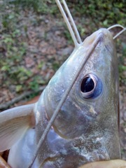 Pimelodus blochii