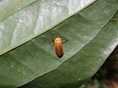 Abscondita