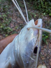 Pimelodus blochii