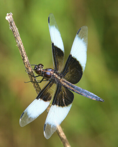 Widow Skimmer photographed in Oregon