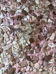 Dasylophia thyatiroides