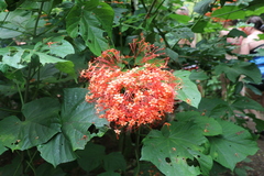 Clerodendrum paniculatum