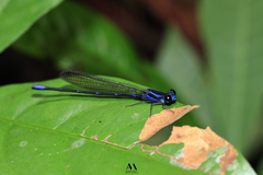 Argia oculata image