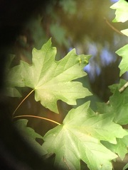 Vasates aceriscrumena