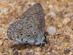 Celastrina echo sidara