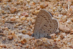 Celastrina echo sidara