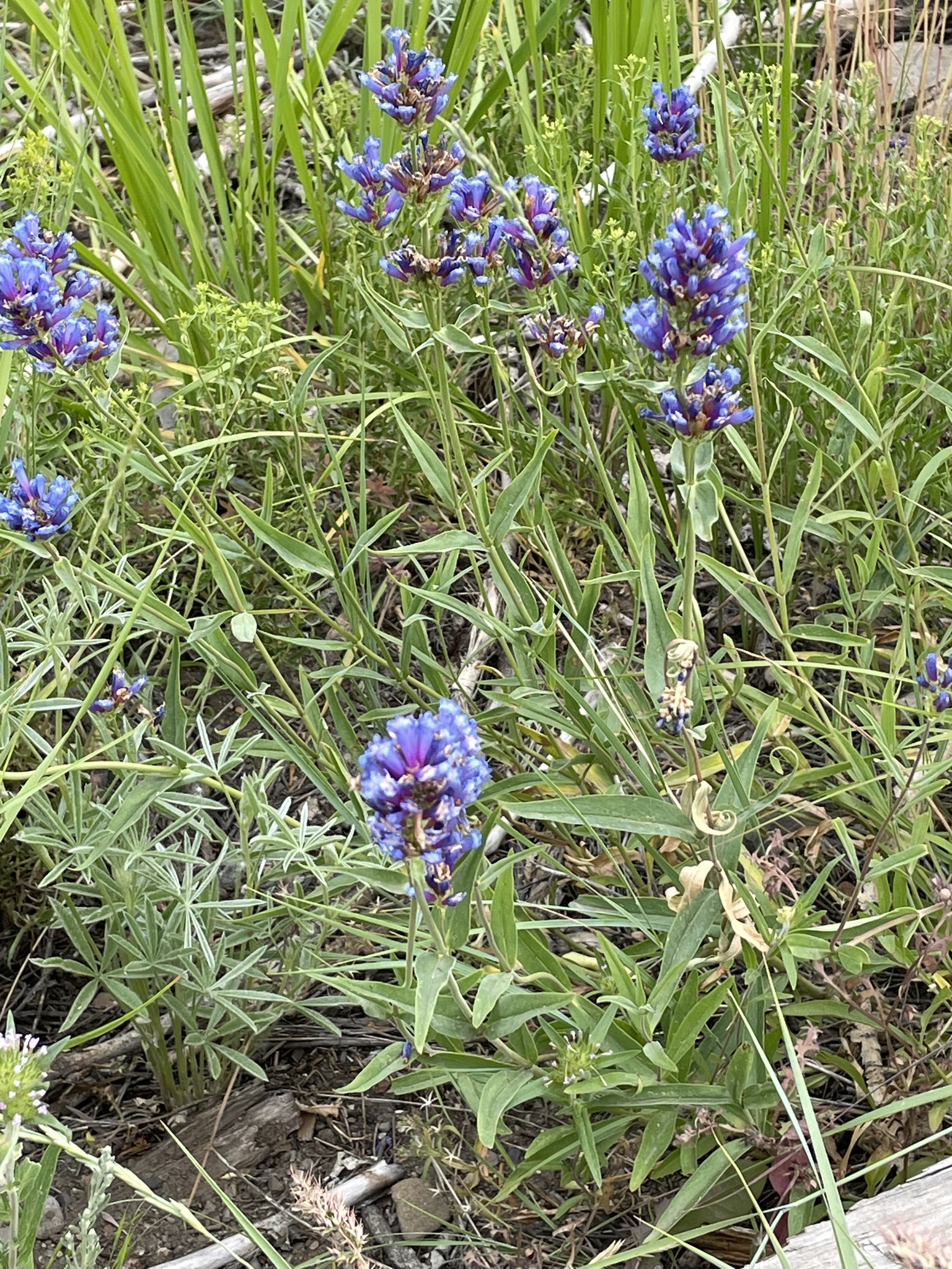 Penstemon laxus