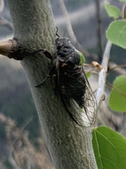 Okanagana occidentalis
