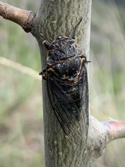 Okanagana occidentalis