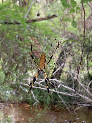 Golden Silk Spider photo 5